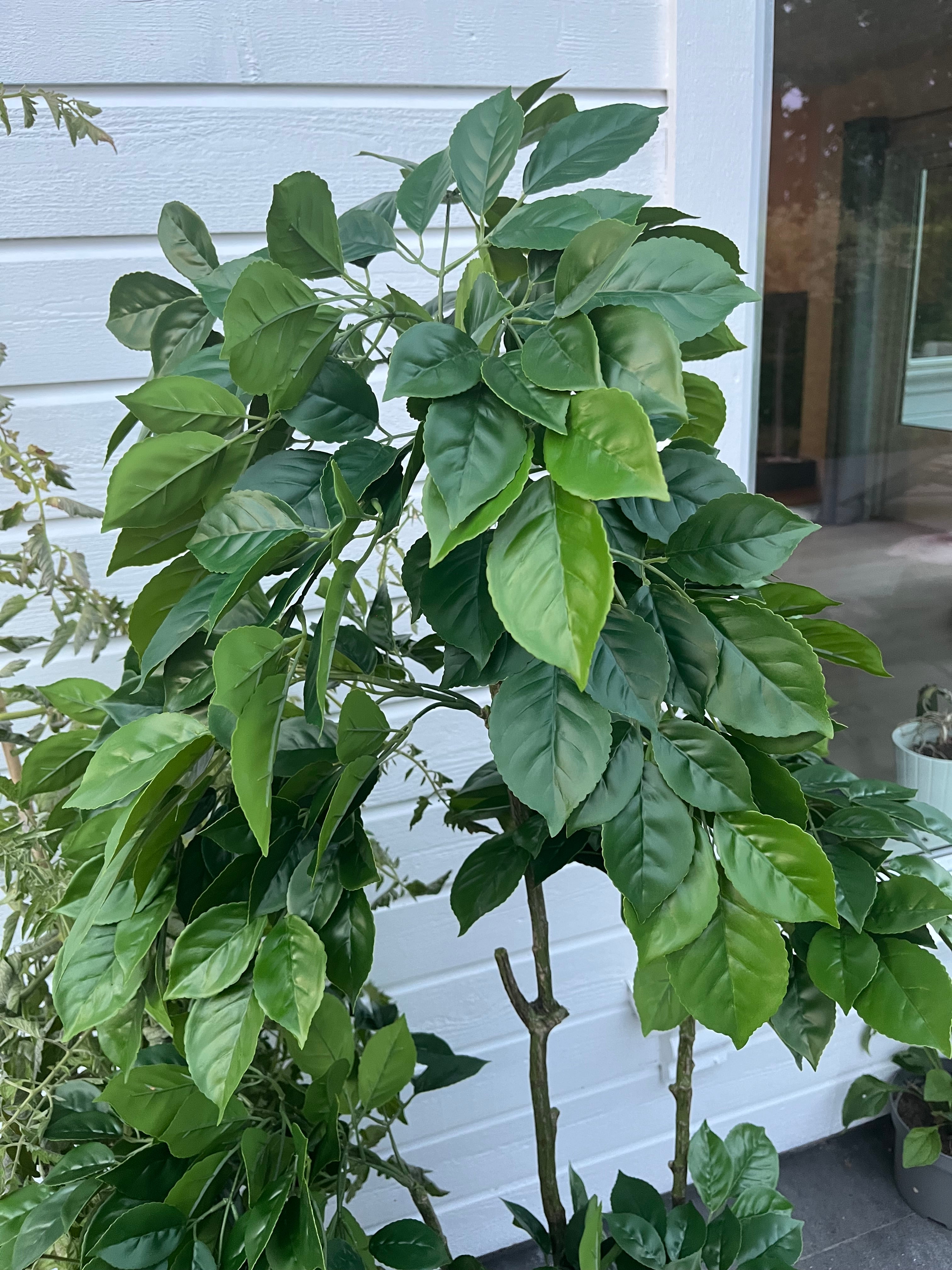 Kunstig Plante Ficus-tre Ekte Utseende