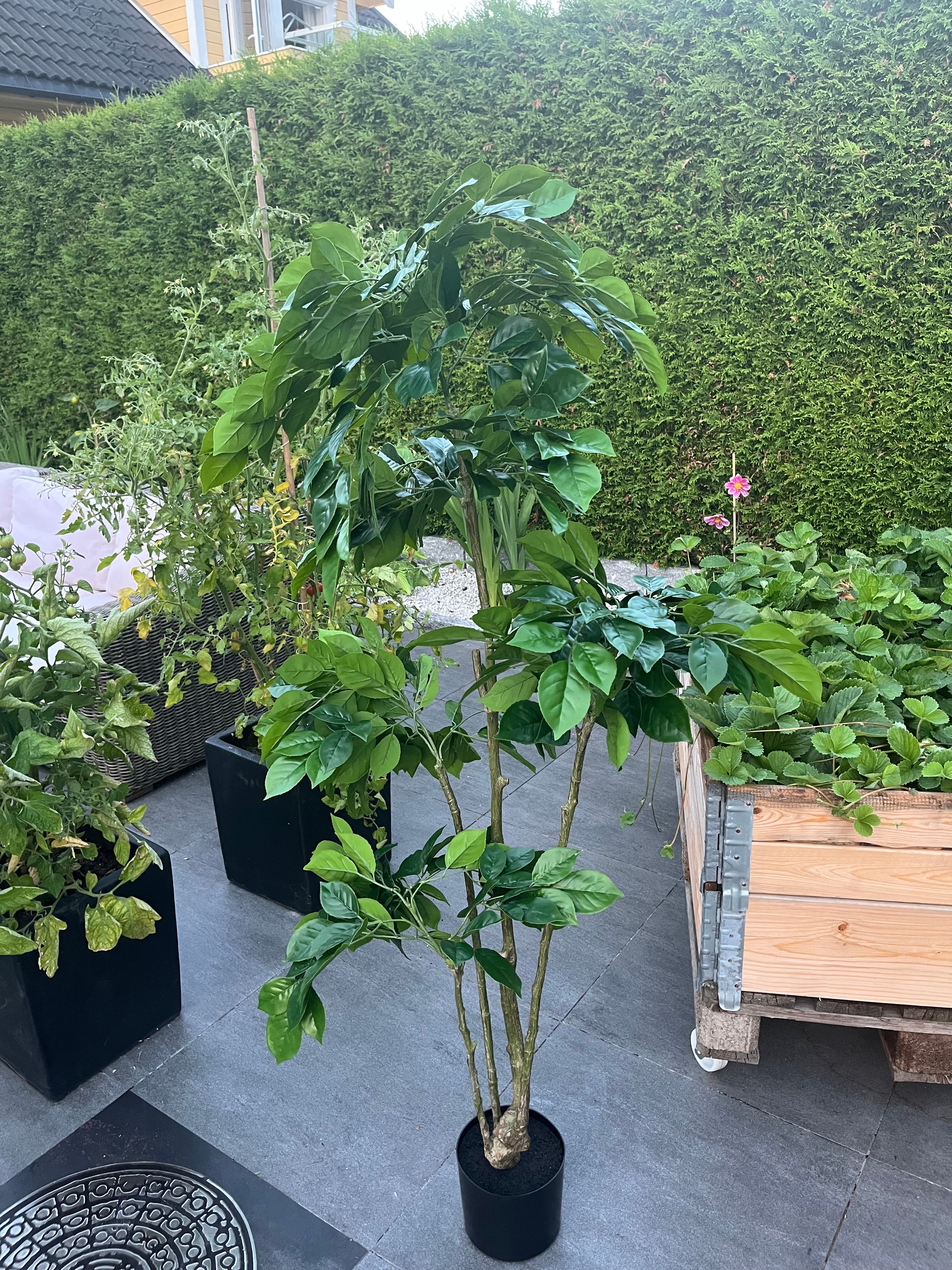 Kunstig Plante Ficus-tre Ekte Utseende