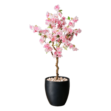 Japansk Kirsebærtre 120 cm