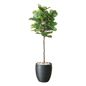 Fiolinfiken 210 cm