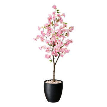 Japansk Kirsebærtre 150 cm