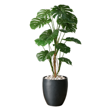 Monstera 160 cm