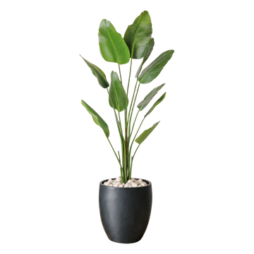 Strelitzia 180 cm