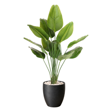 Strelitzia 150 cm