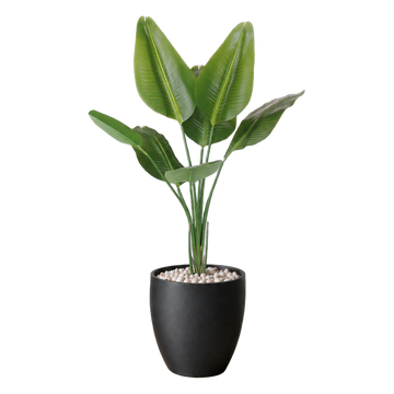 Strelitzia 120cm