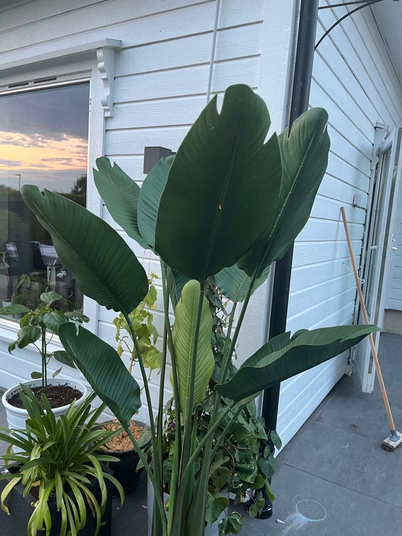 Kunstig Plante Strelitzia Outlet