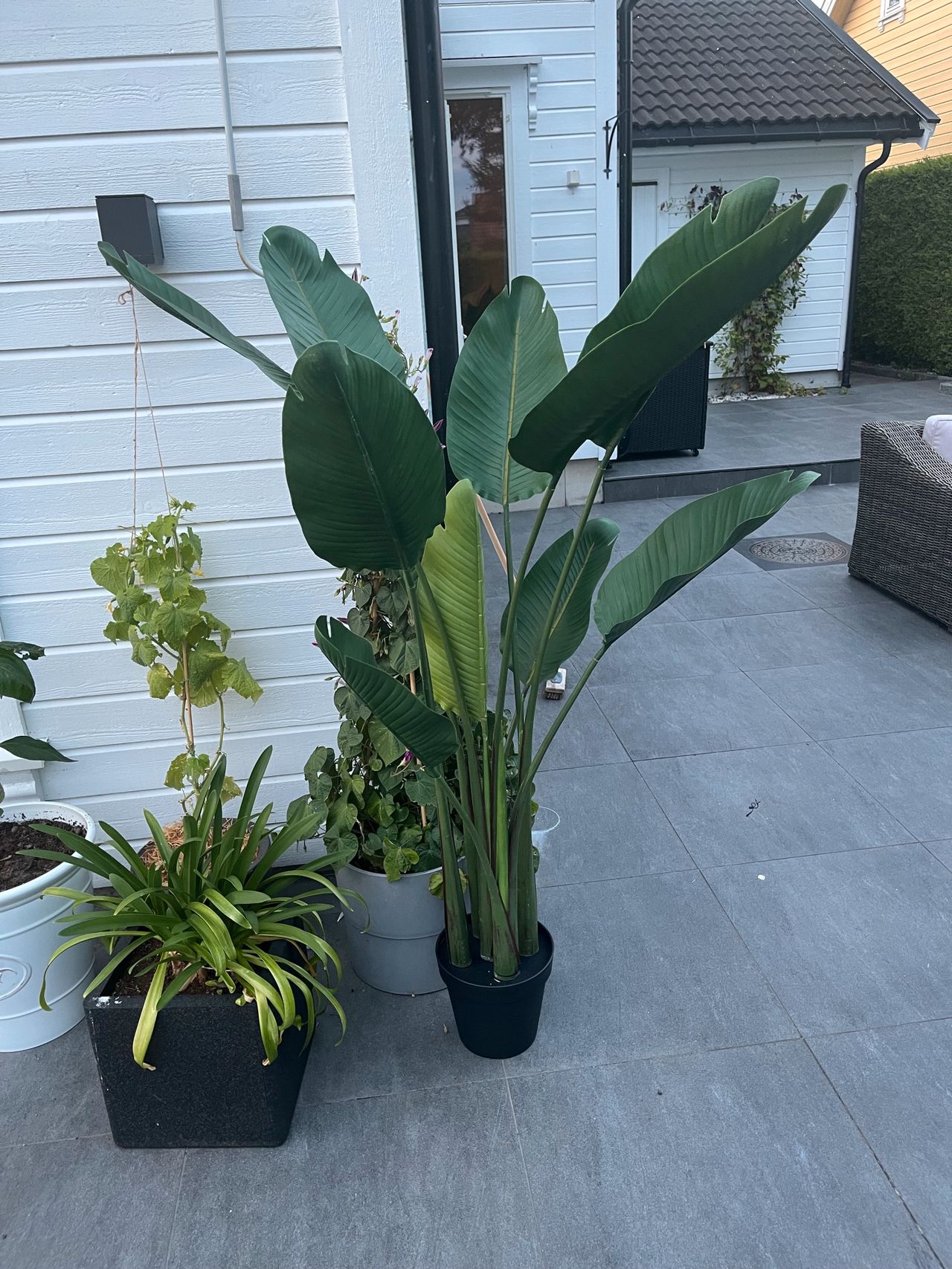 Kunstig Plante Strelitzia Outlet