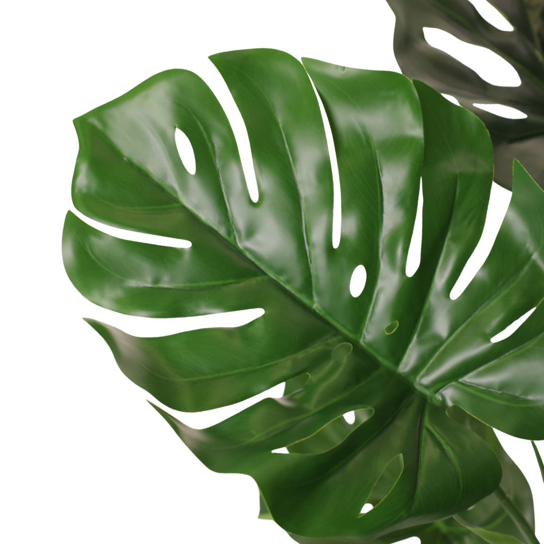 Monstera 90 cm