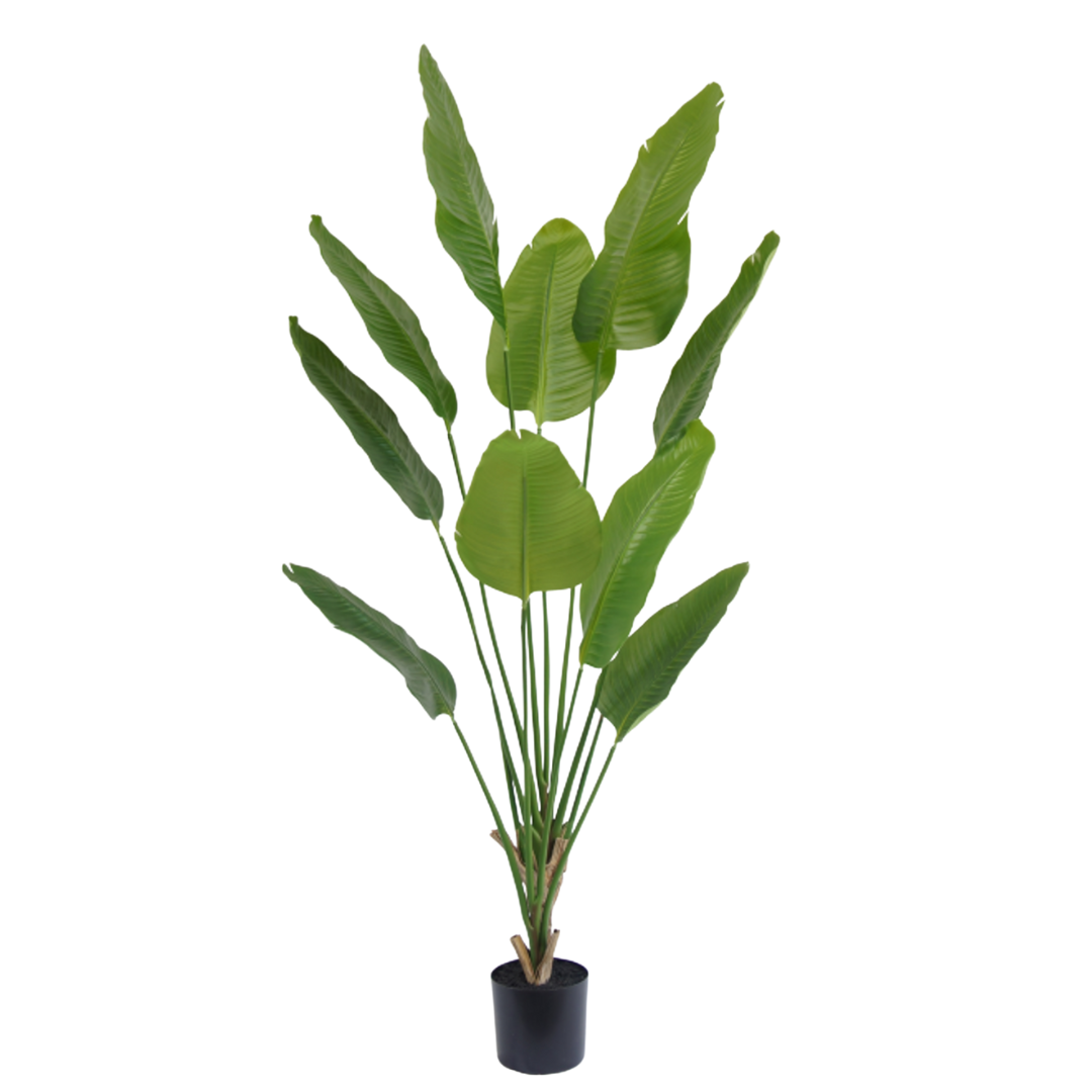 Kunstig Sterlitzia Deluxe 180 cm