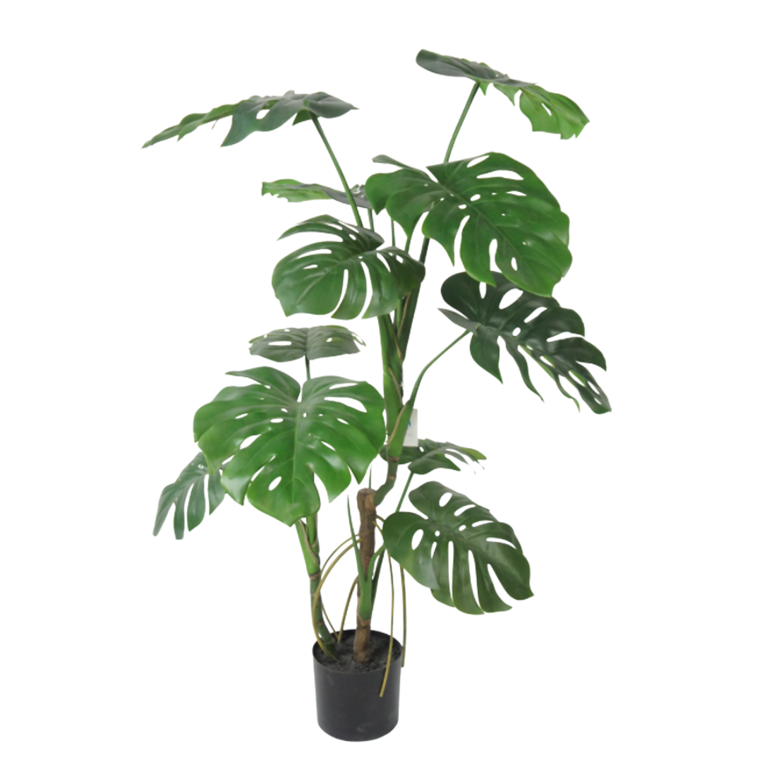 Tropiske planter
