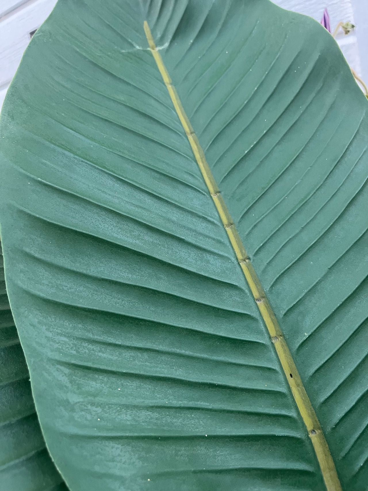 Kunstig Plante Strelitzia Outlet