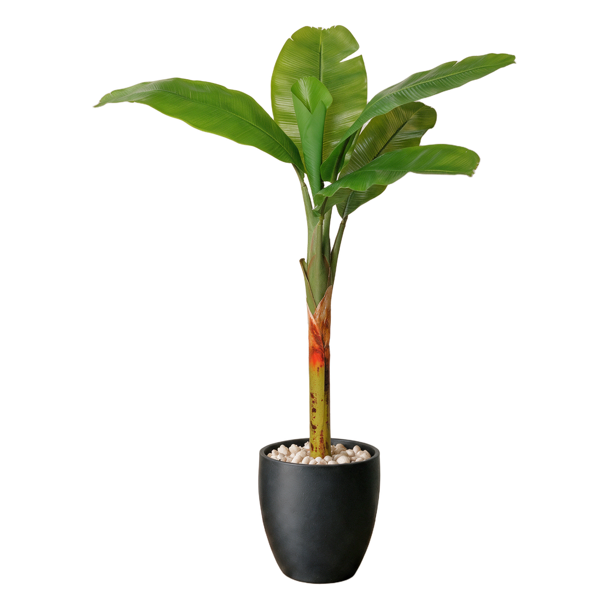 Banantre 150 cm vist i dekorpotte med dekorstein