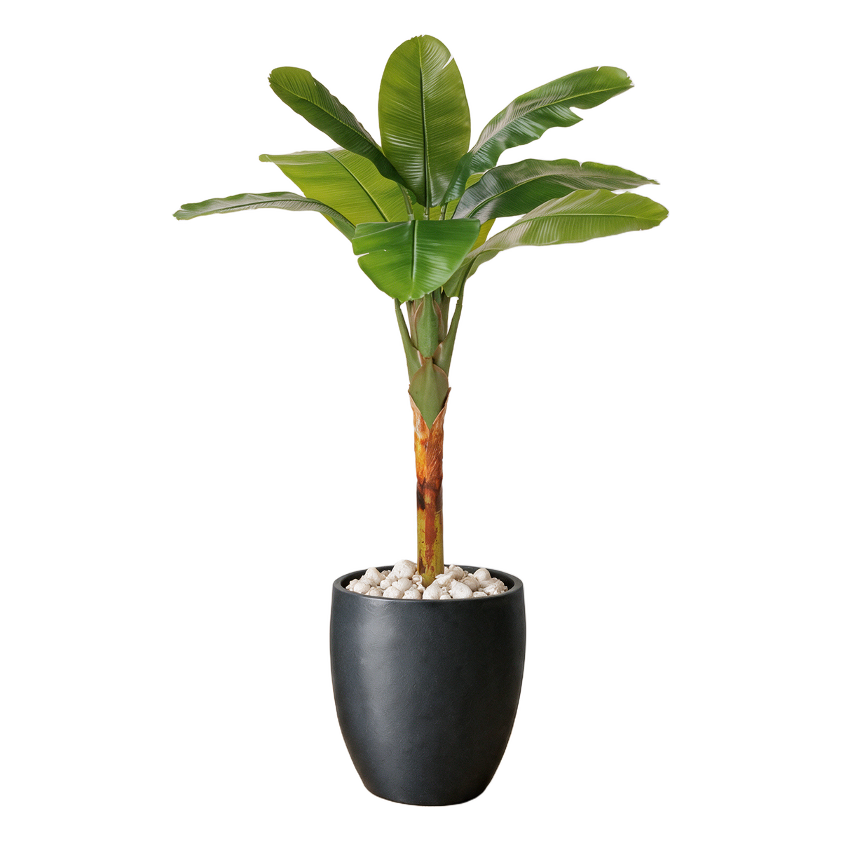 Banantre 180 cm vist i dekorpotte med dekorstein