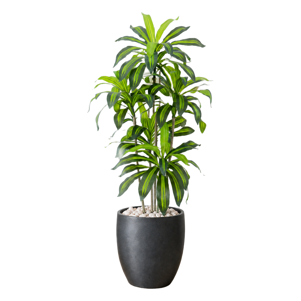 Dracaena 160 cm vist i dekorpotte med dekorstein