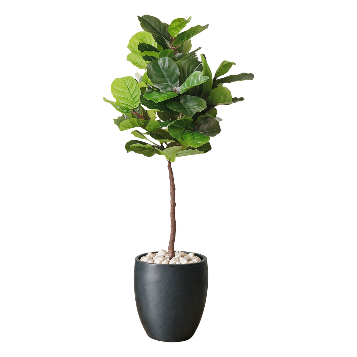 Fiolinfiken 180 cm vist i dekorpotte med dekorstein