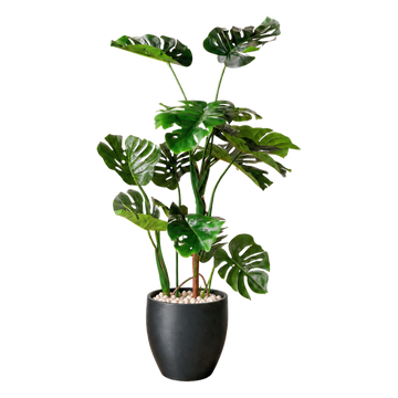 Monstera 120 cm