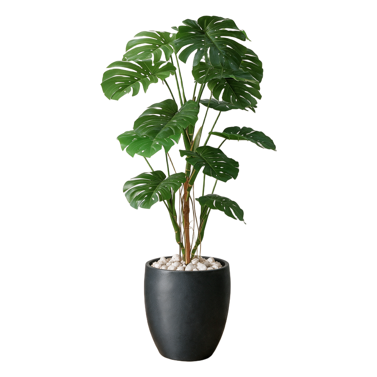 Monstera 160 cm vist i dekorpotte med dekorstein