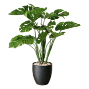 Monstera 90 cm vist i dekorpotte med dekorstein