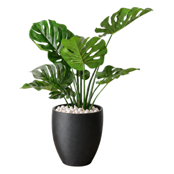 Monstera 75 cm