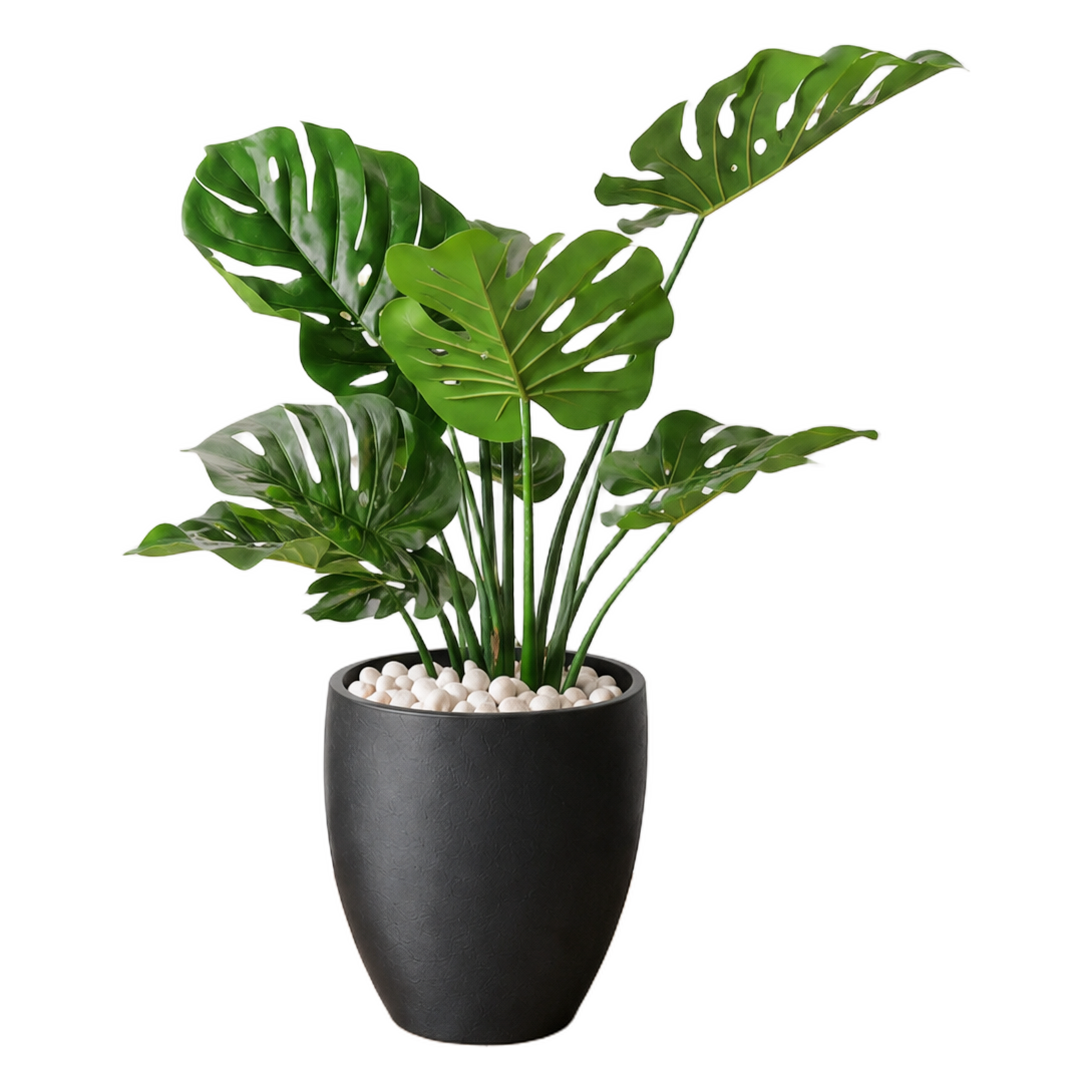 Monstera 75 cm vist i dekorpotte med dekorstein