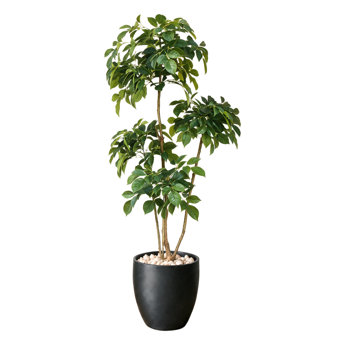Plante Ficus-tre Ekte Utseende vist i dekorpotte med dekorstein