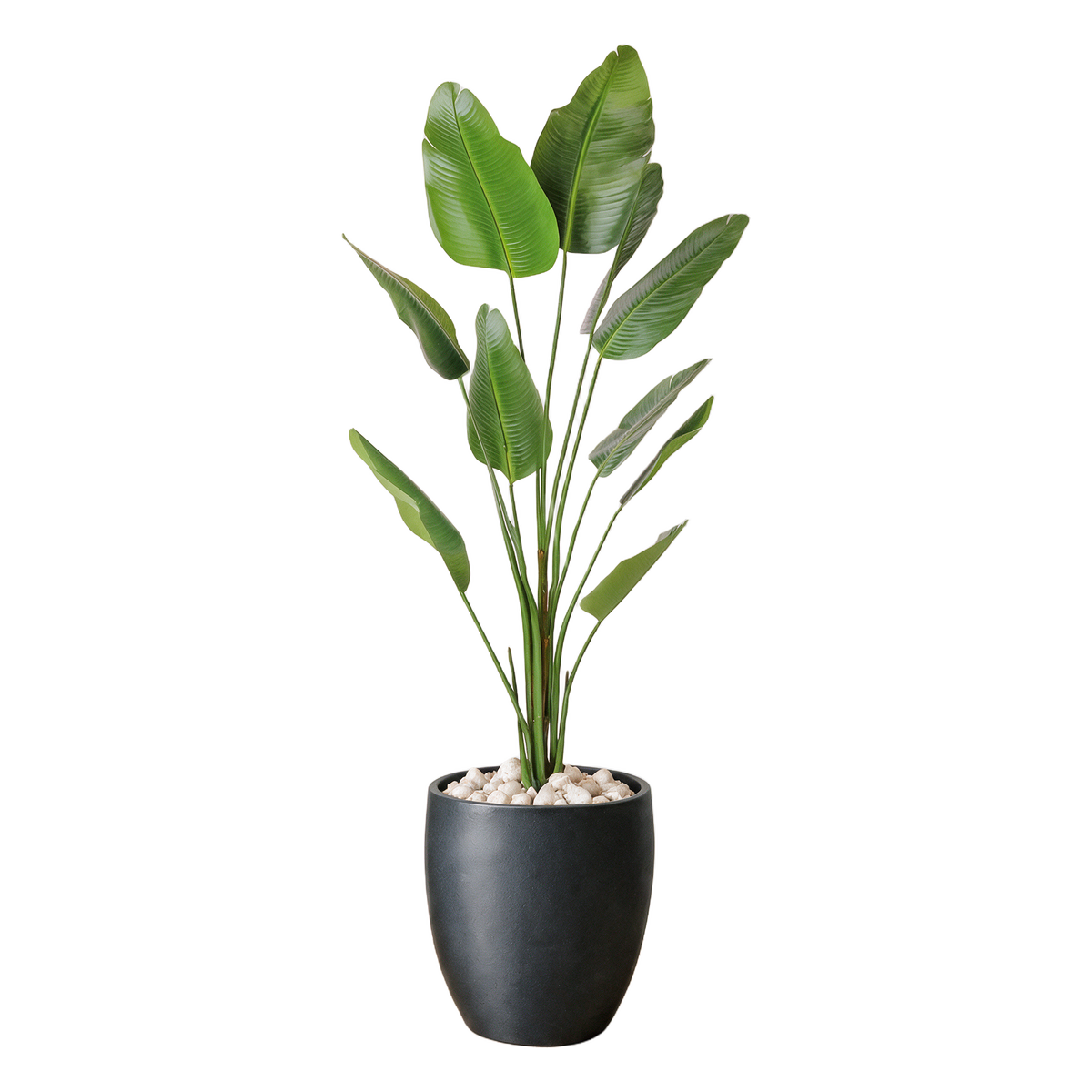 Strelitzia 180 cm vist i dekorpotte med dekorstein