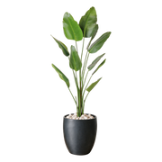 Strelitzia 180 cm vist i dekorpotte med dekorstein