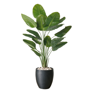 Strelitzia 210 cm