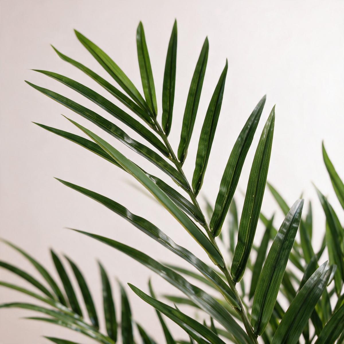 Nærbilde av bladverket – Areca Palme