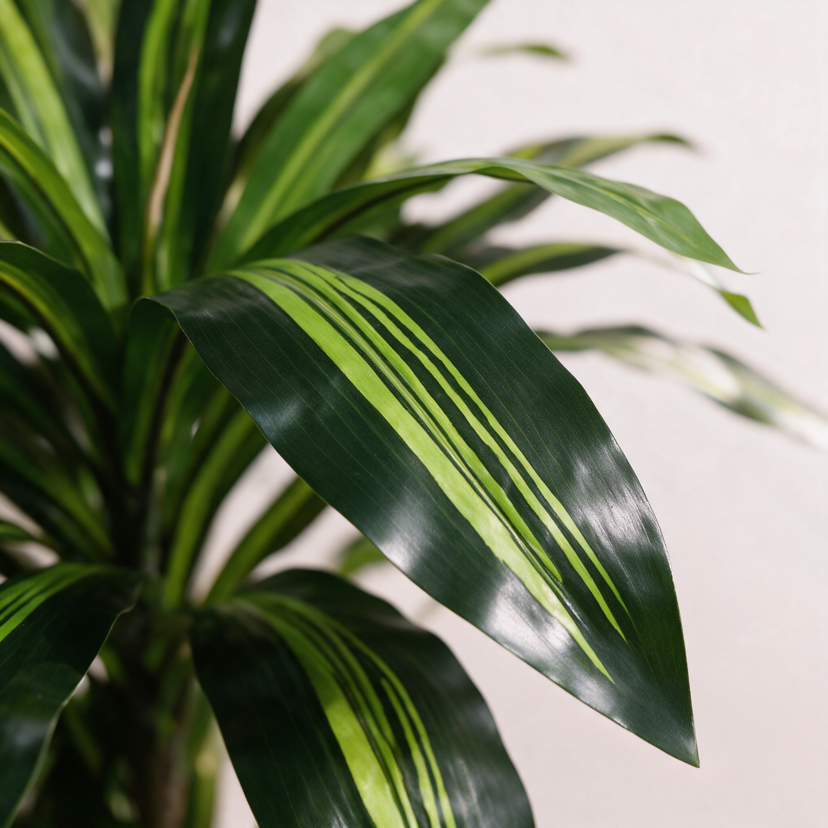 Nærbilde av bladverket – Dracaena