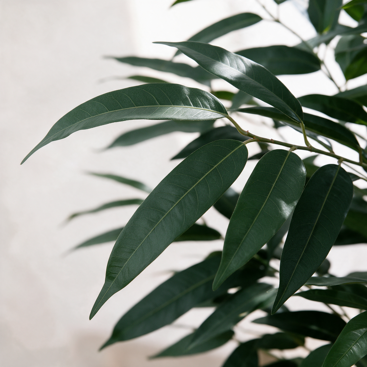 Nærbilde av bladverket – Mango banyantre
