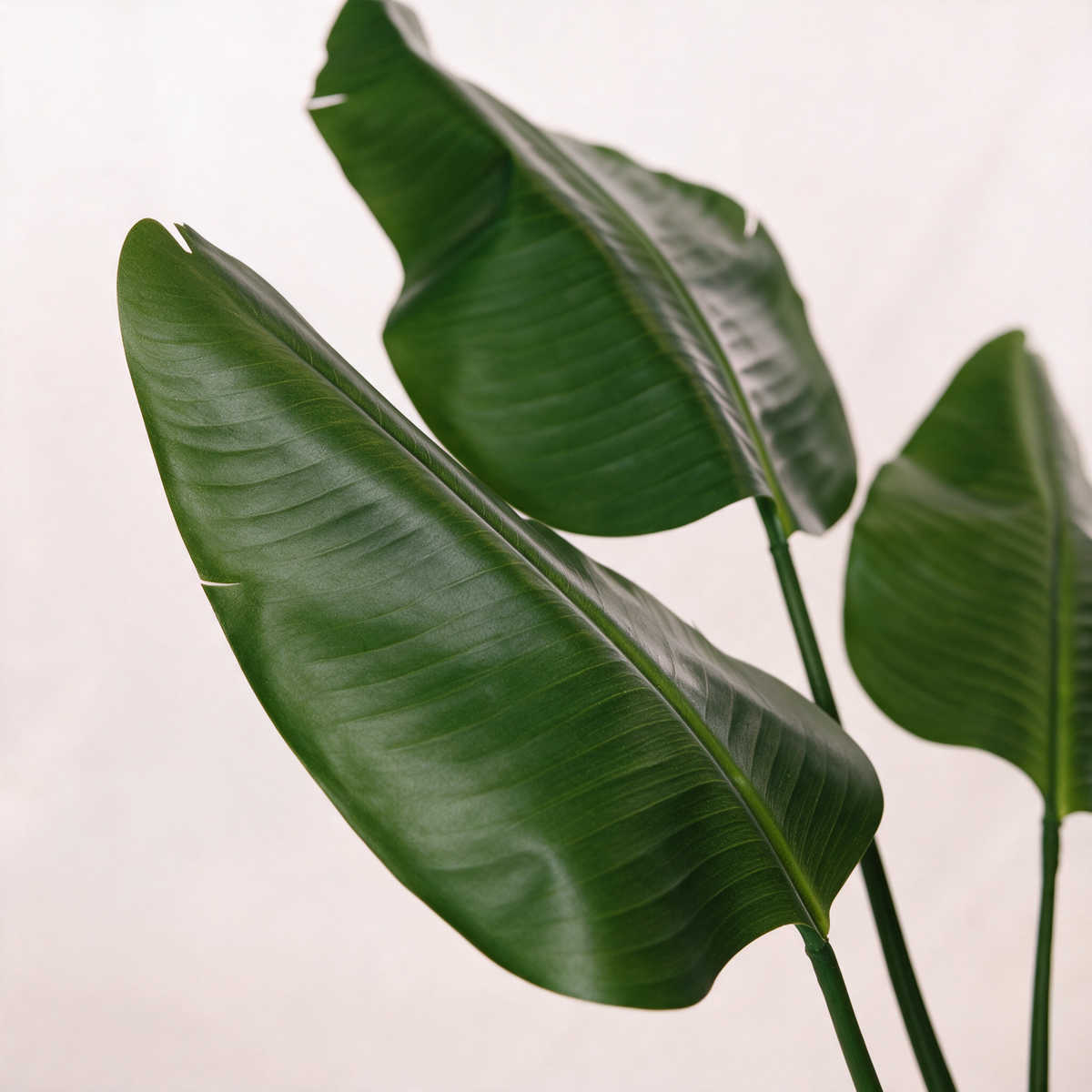 Nærbilde av bladverket – Strelitzia Deluxe