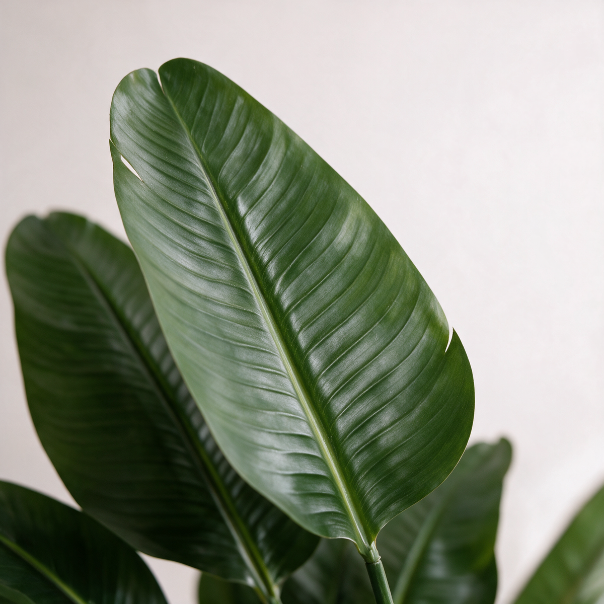 Nærbilde av bladverket – Strelitzia