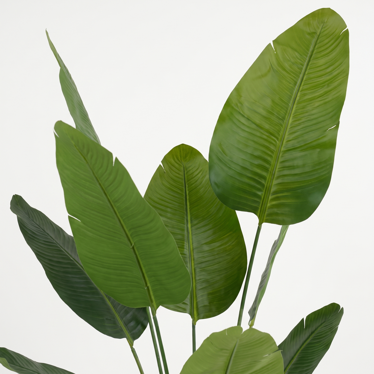 Nærbilde av bladverket – Strelitzia Deluxe