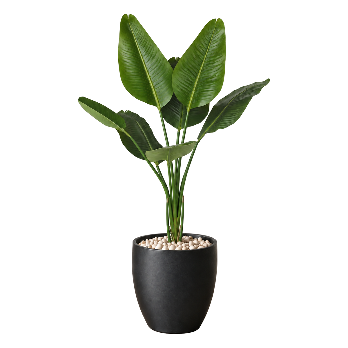 Strelitzia vist i dekorpotte