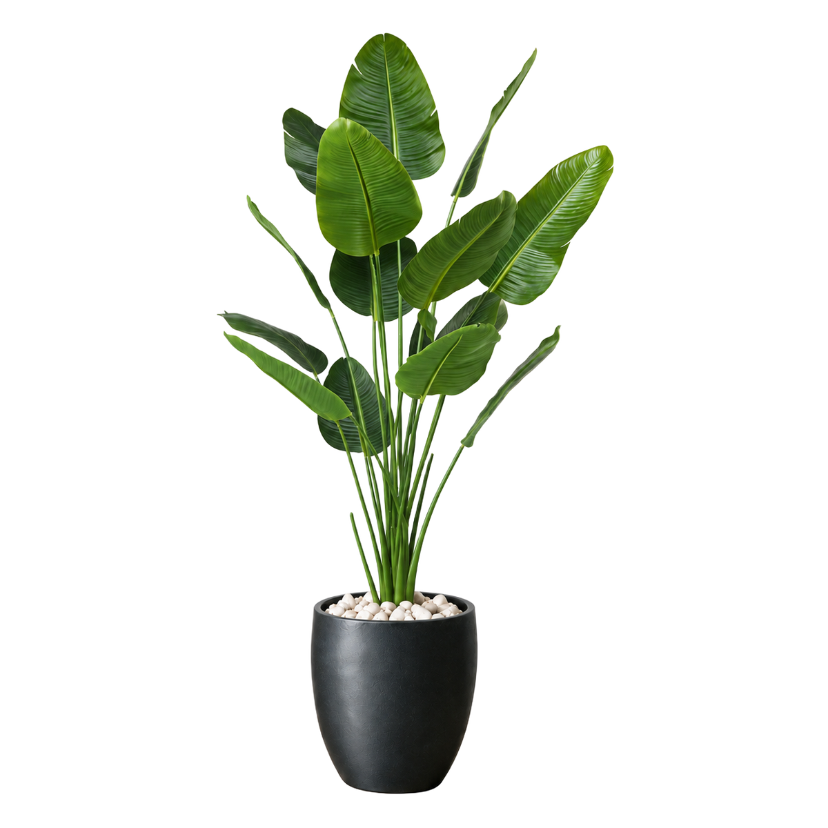 Strelitzia 210 cm vist i dekorpotte