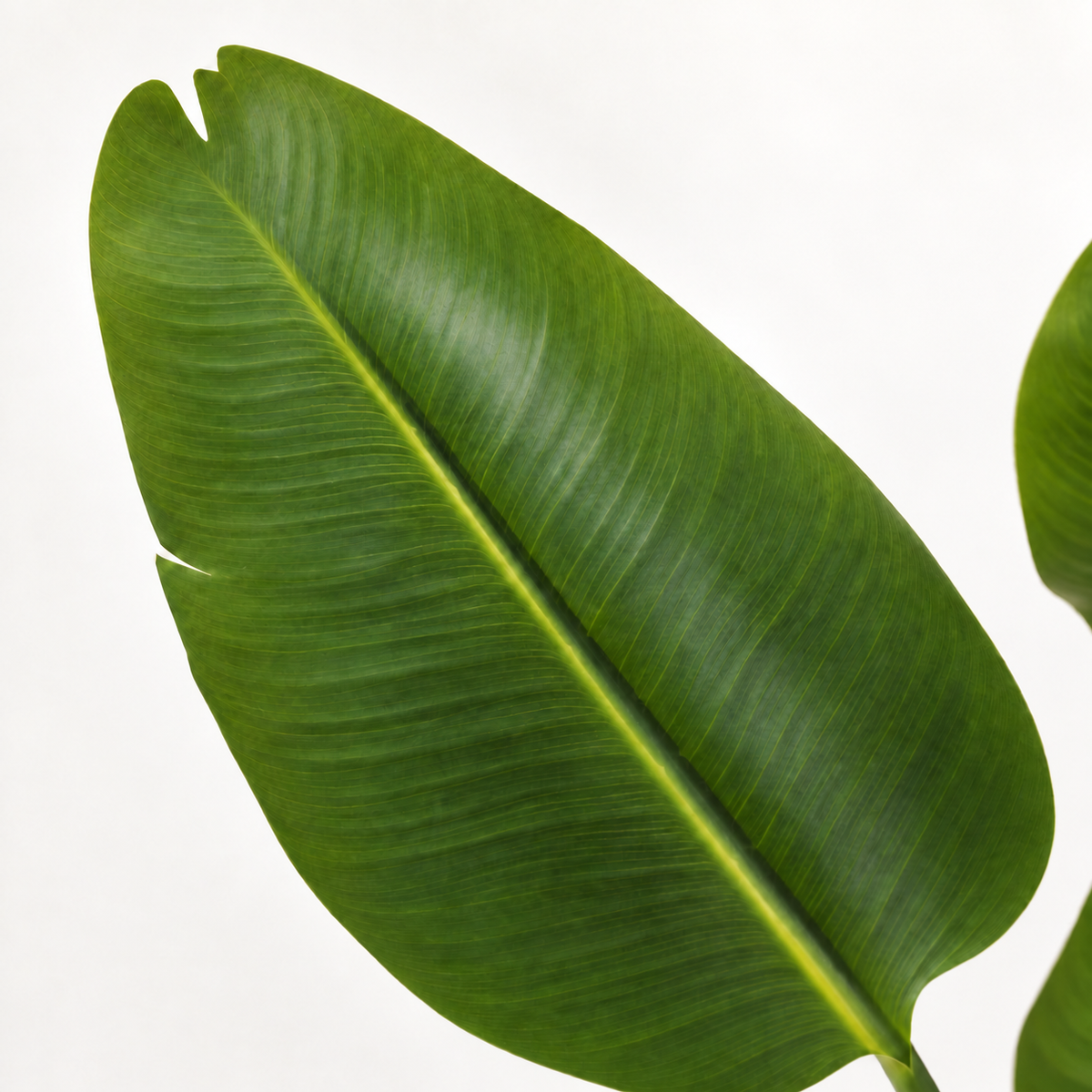Nærbilde av blad på Strelitzia