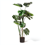Tropiske planter
